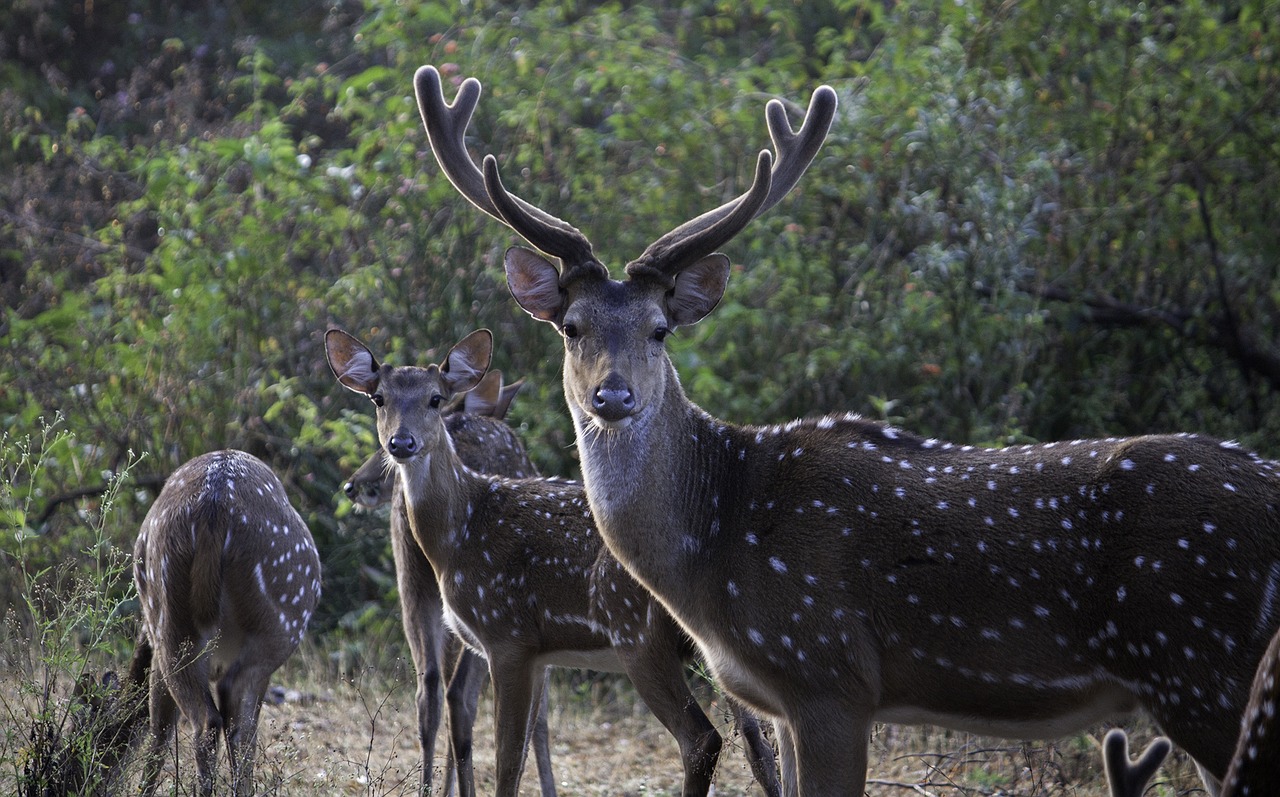 wildlife nature deer free photo