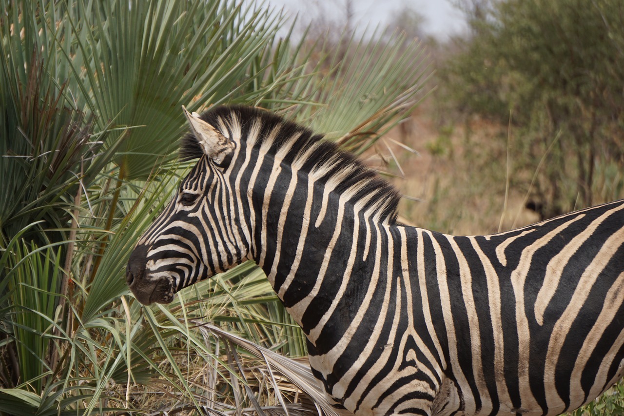 wildlife south africa africa free photo