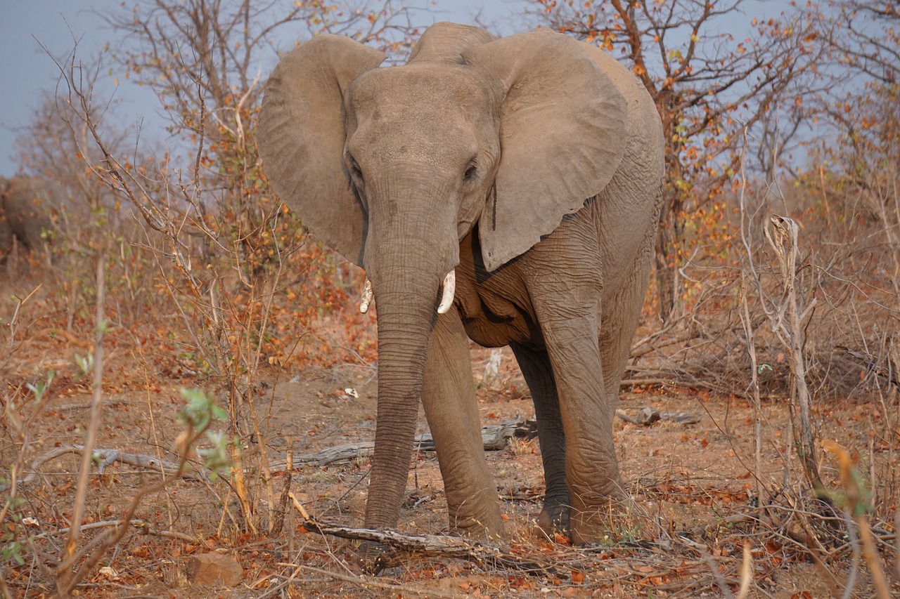 wildlife south africa africa free photo