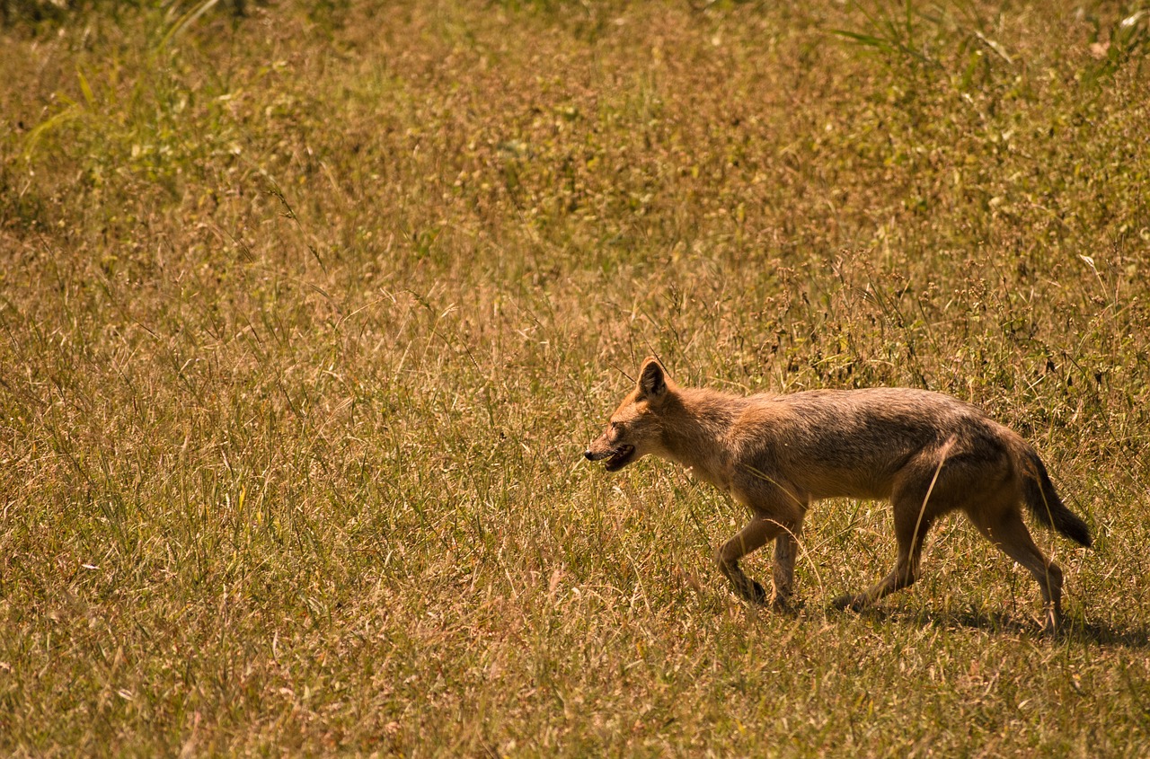 wildlife wild dog fauna free photo