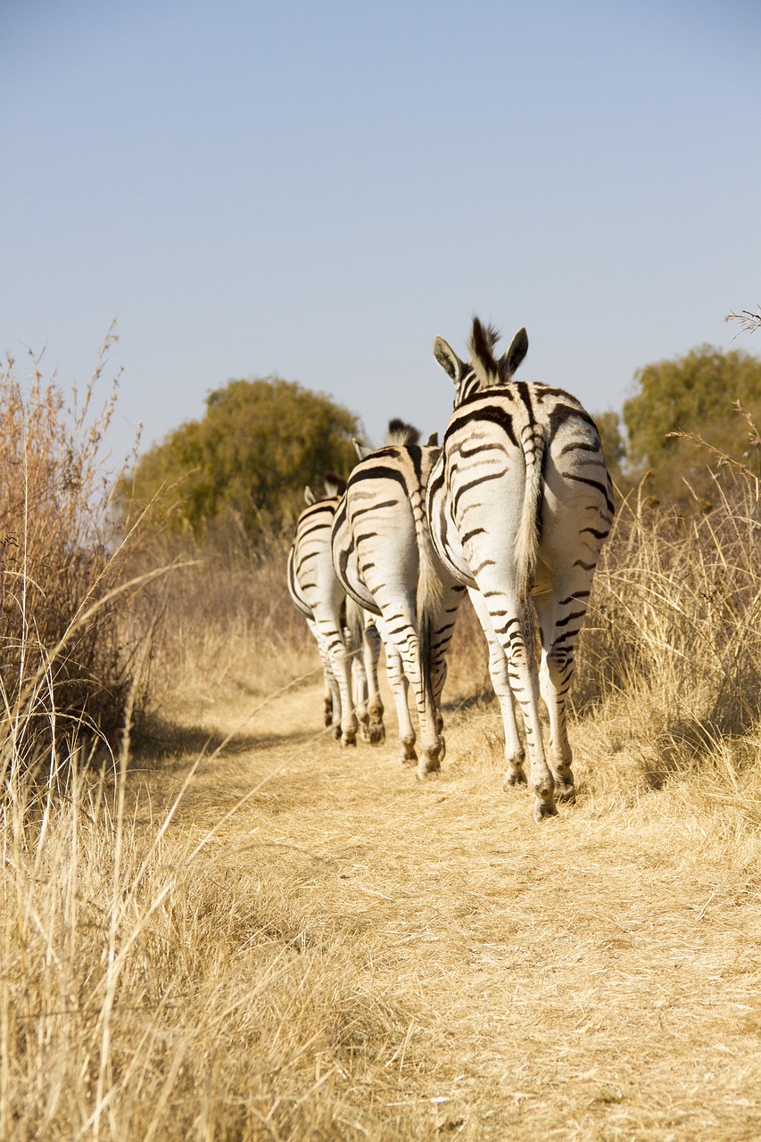 wildlife africa zebra free photo