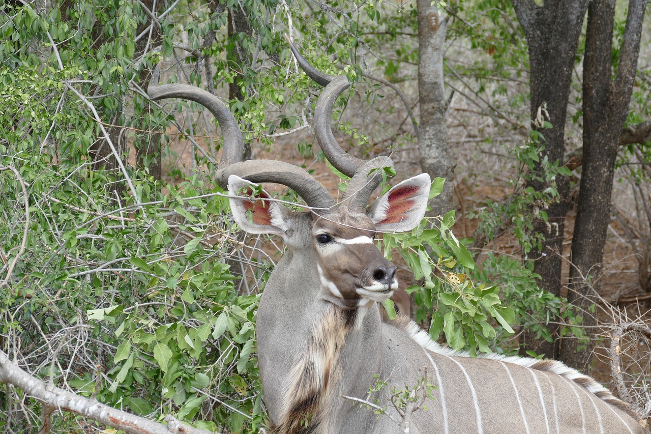 wildlife kudu animal free photo