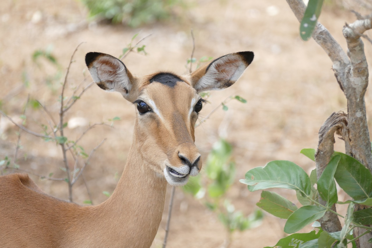 wildlife impala animal free photo