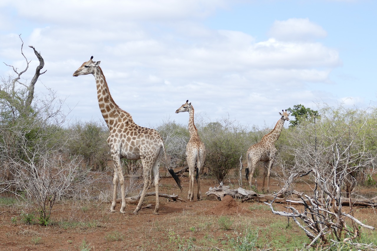 wildlife giraffe animal free photo