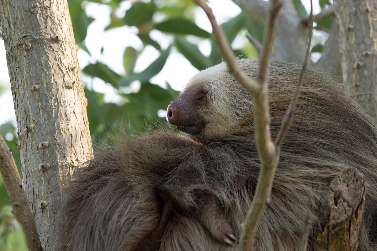 wildlife costa rica sloth free photo