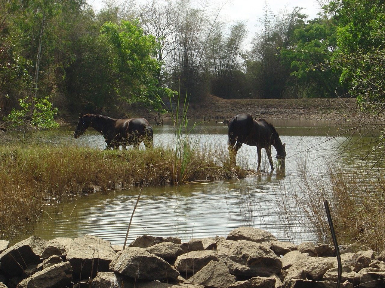 wildlife horses india free photo