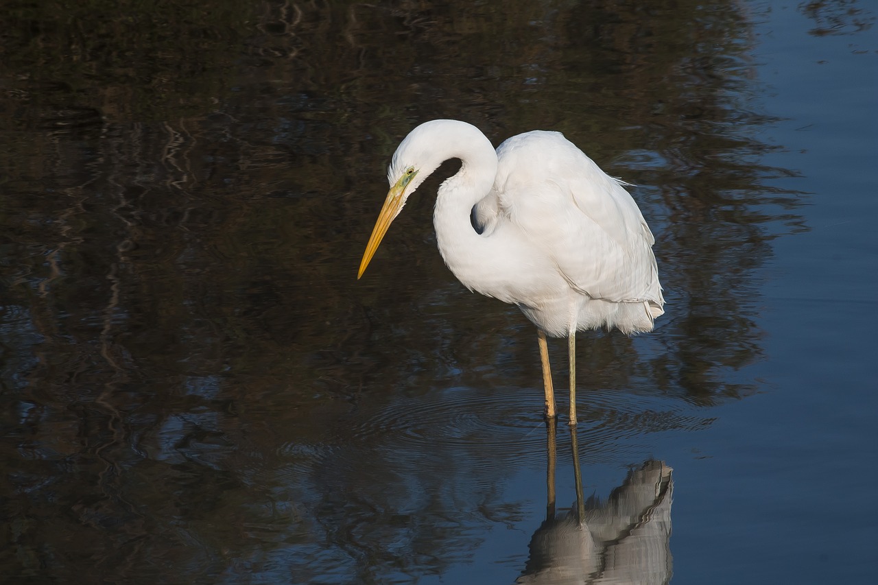 wildlife birds egret free photo