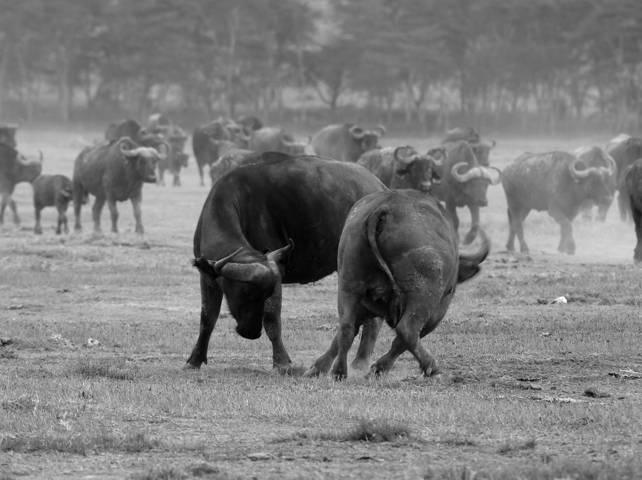 wildlife kenya masai mara free photo