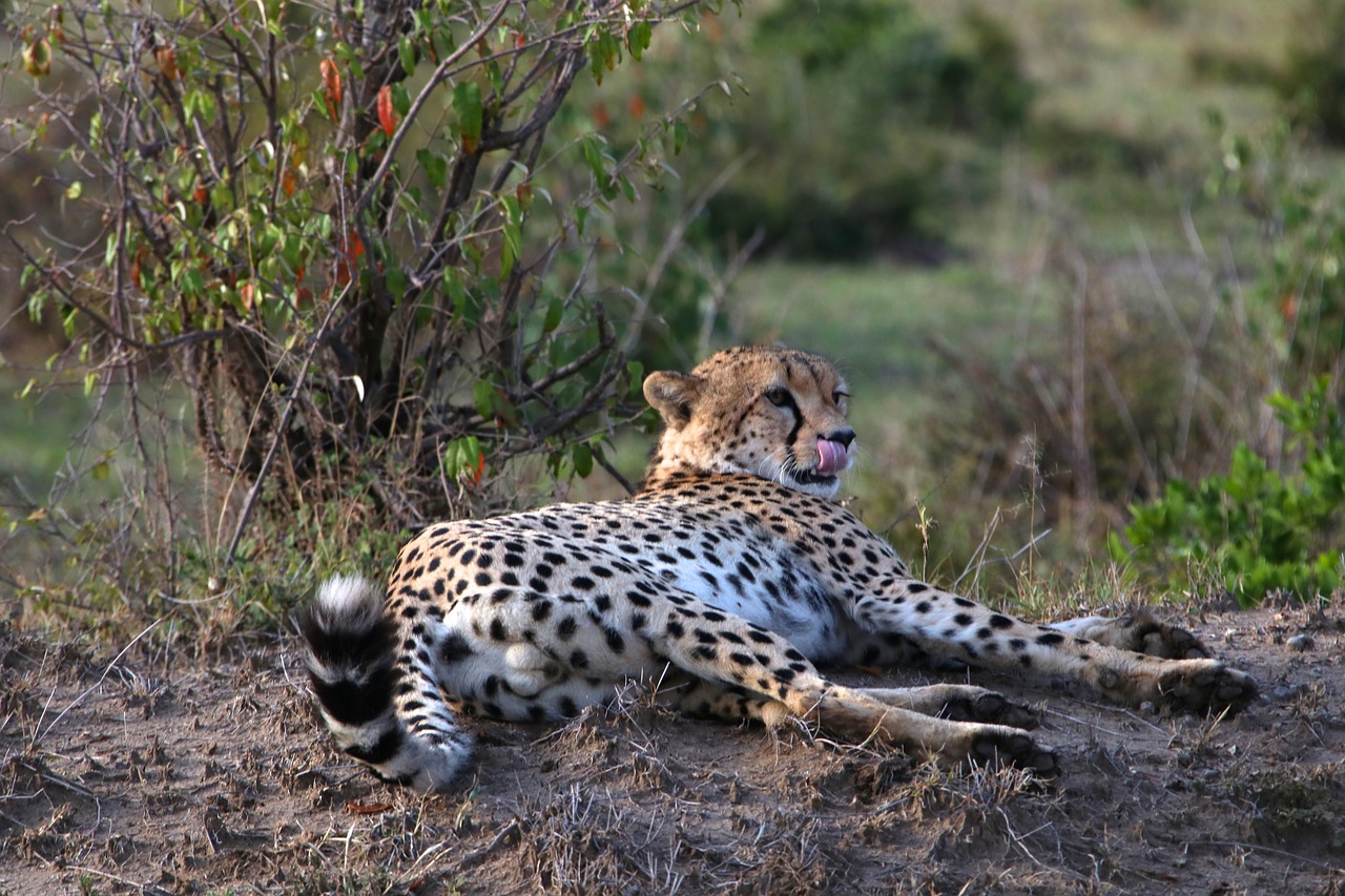 wildlife kenya masai mara free photo