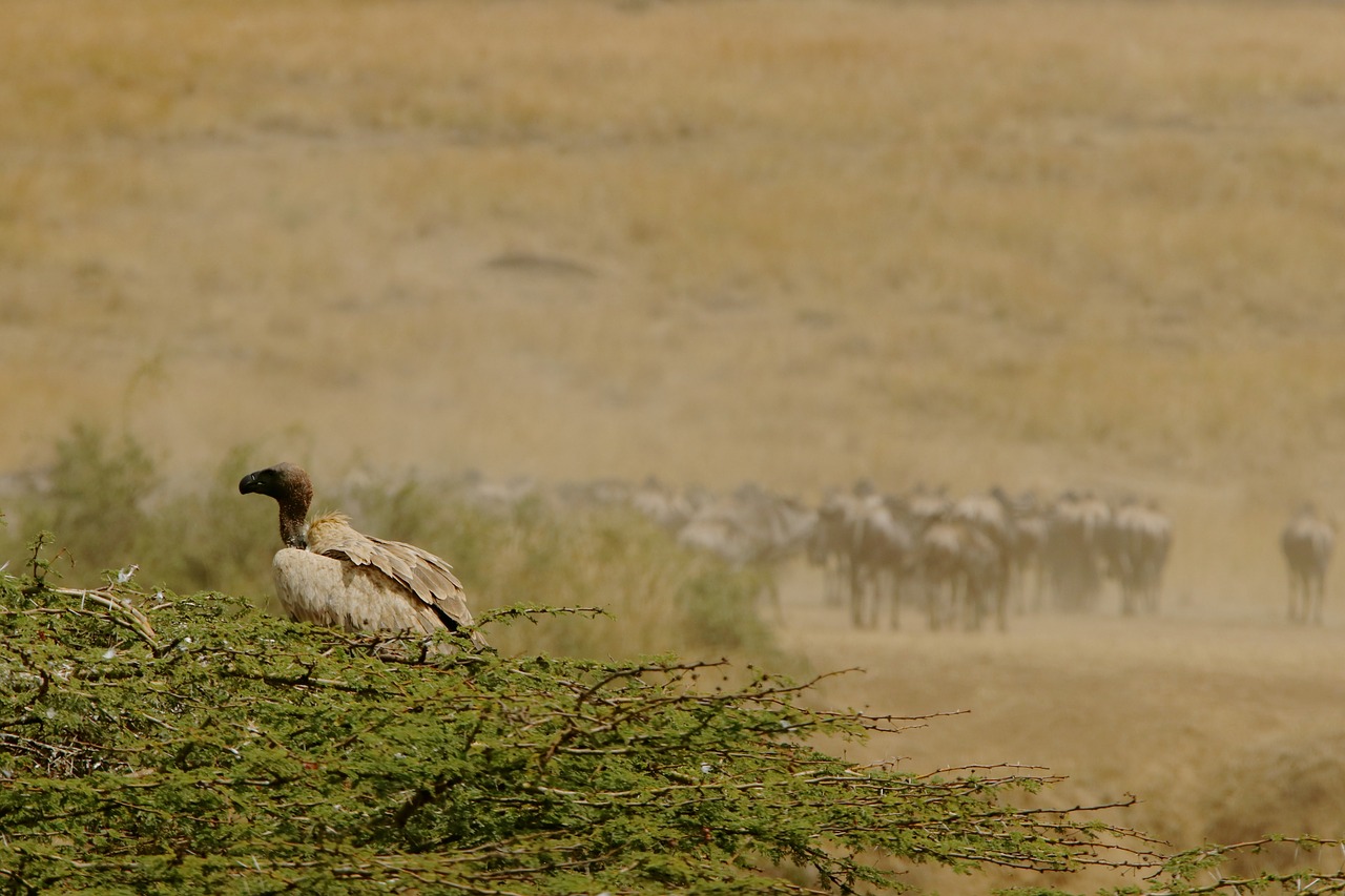 wildlife kenya masai mara free photo