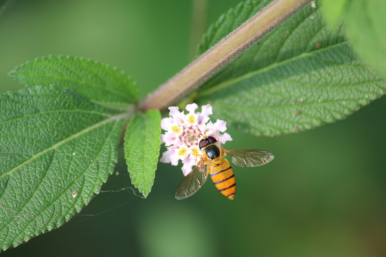 wildlife green bee free photo