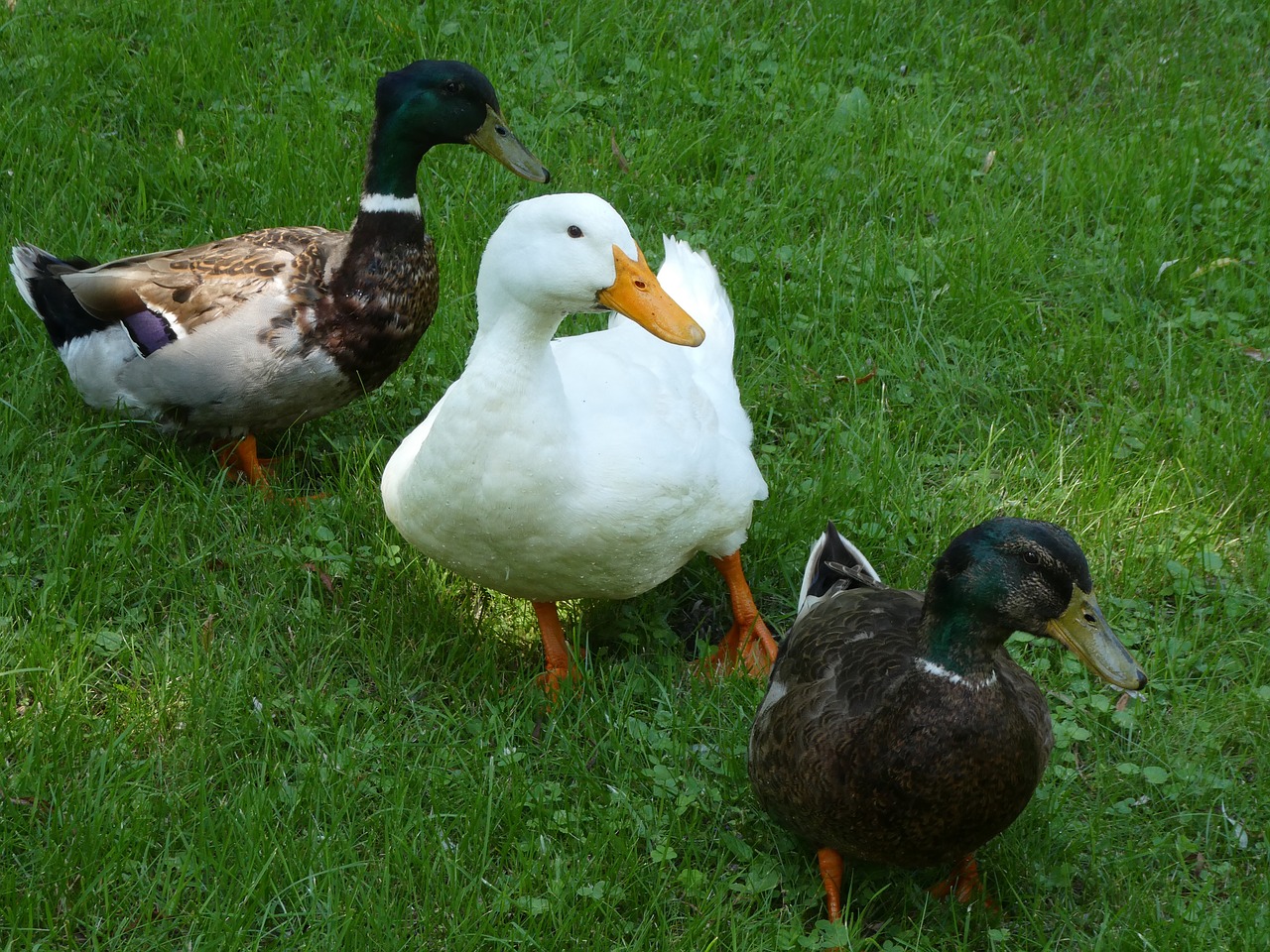 wildlife ducks gathering free photo