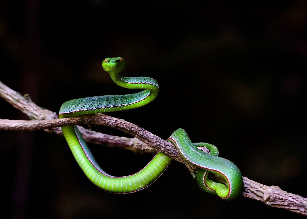wildlife snakes record hue free photo