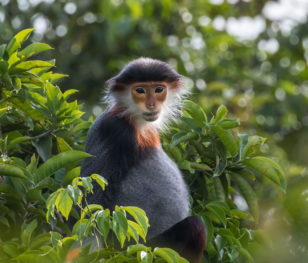 wildlife species vọoc shanked brown son tra peninsula free photo