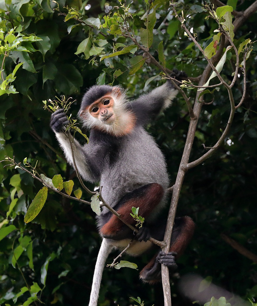 wildlife species shanked brown da nang city free photo