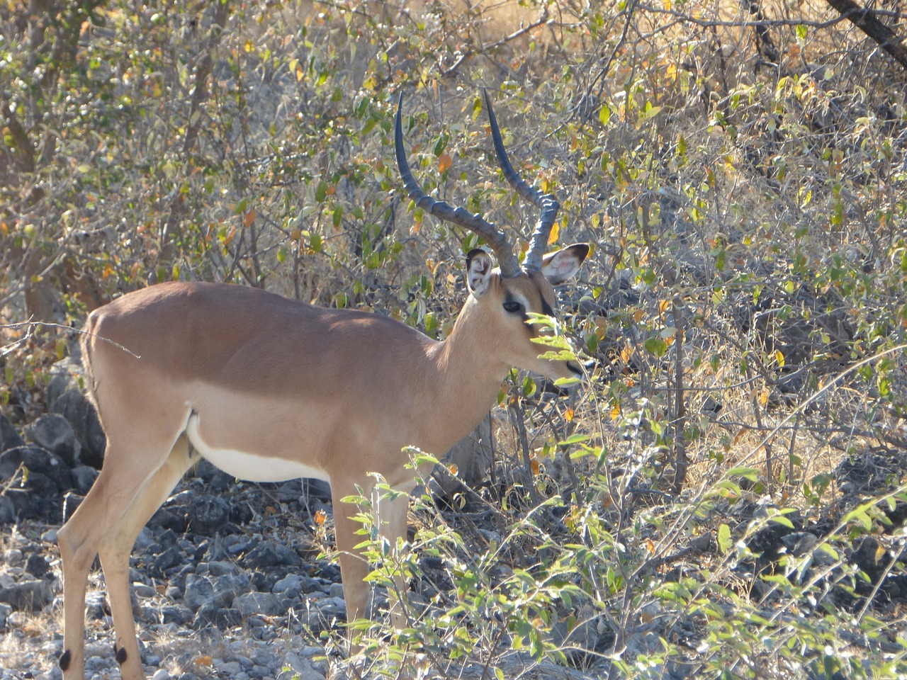 wildlife antelope impala namibia free photo