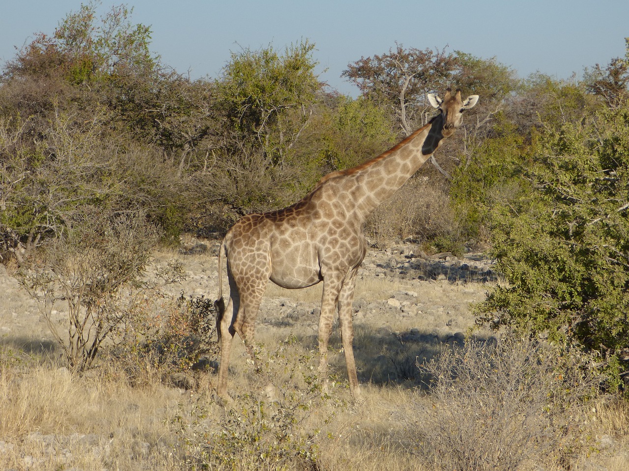 wildlife giraffe namibia free photo