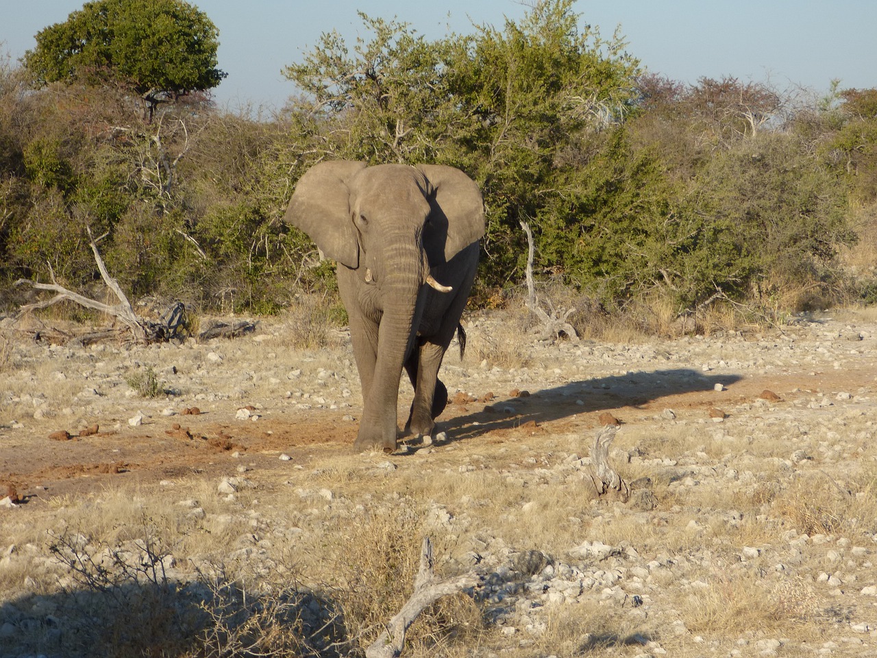 wildlife elephant namibia free photo