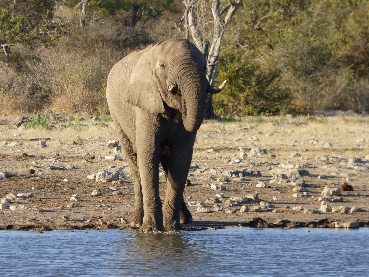 wildlife elephant namibia free photo