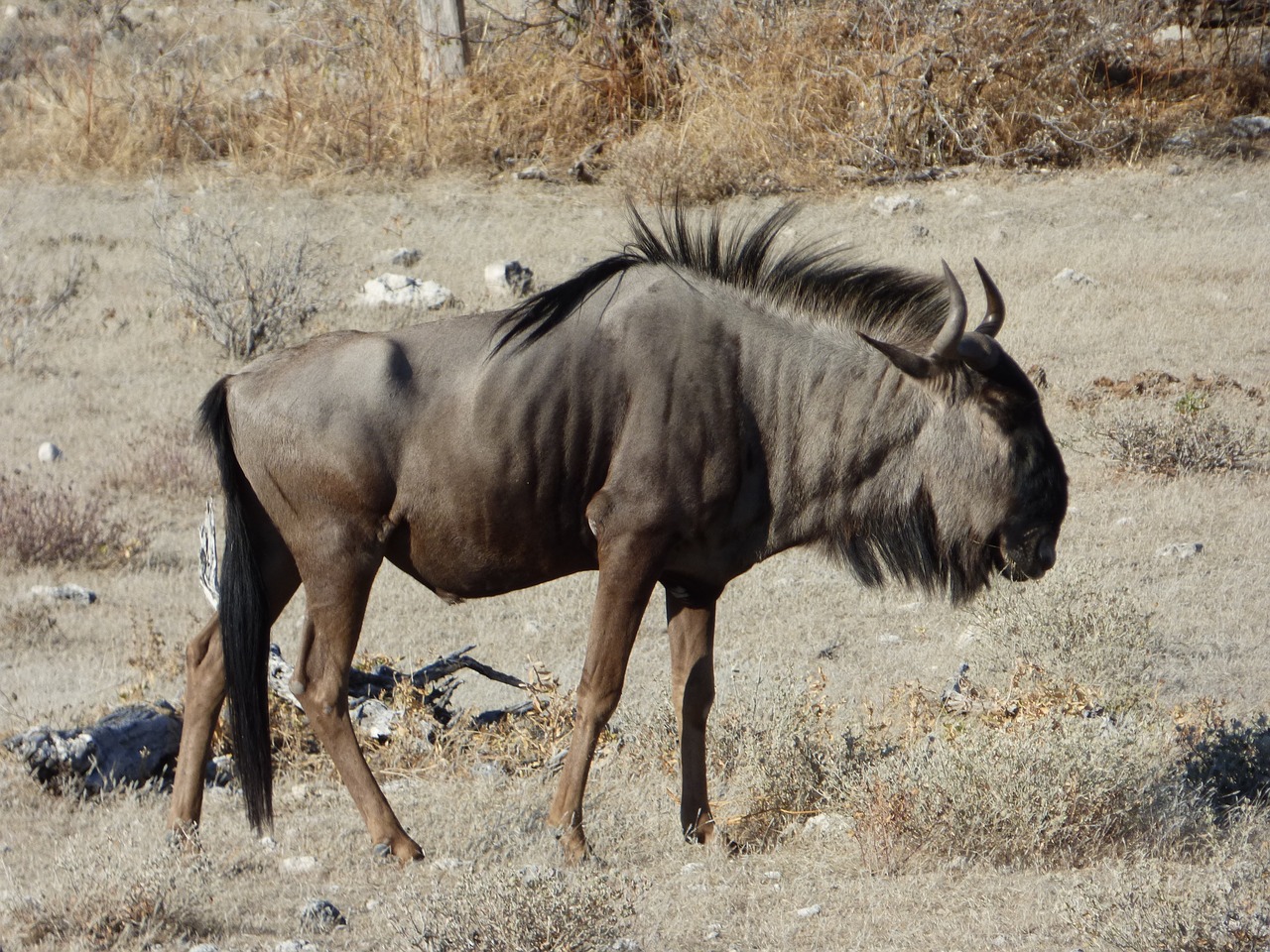 wildlife wildebeest namibia free photo