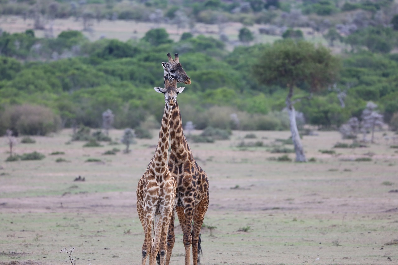 wildlife safari africa free photo