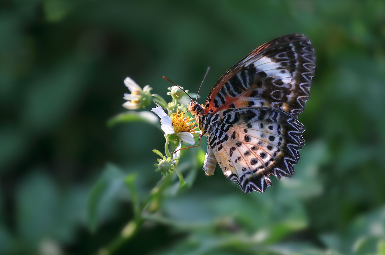 wildlife insects butterfly free photo