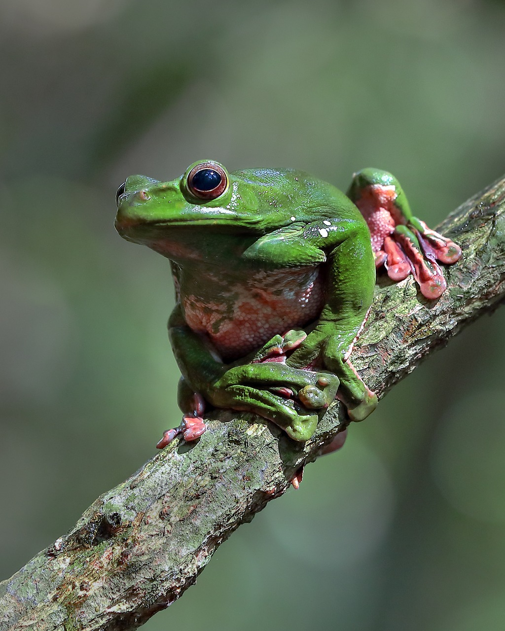 wildlife green frog ninh binh vietnam free photo