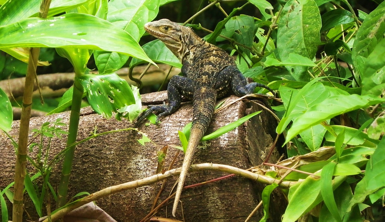 wildlife animal iguana free photo