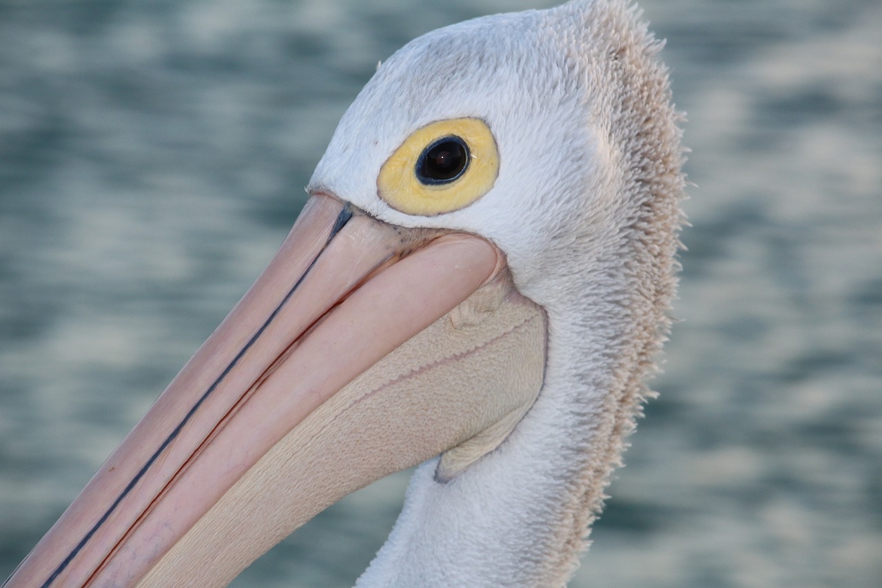 wildlife pelican beach free photo