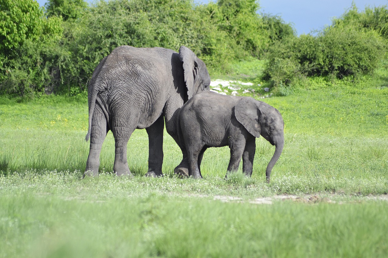 wildlife elephant botswana free photo