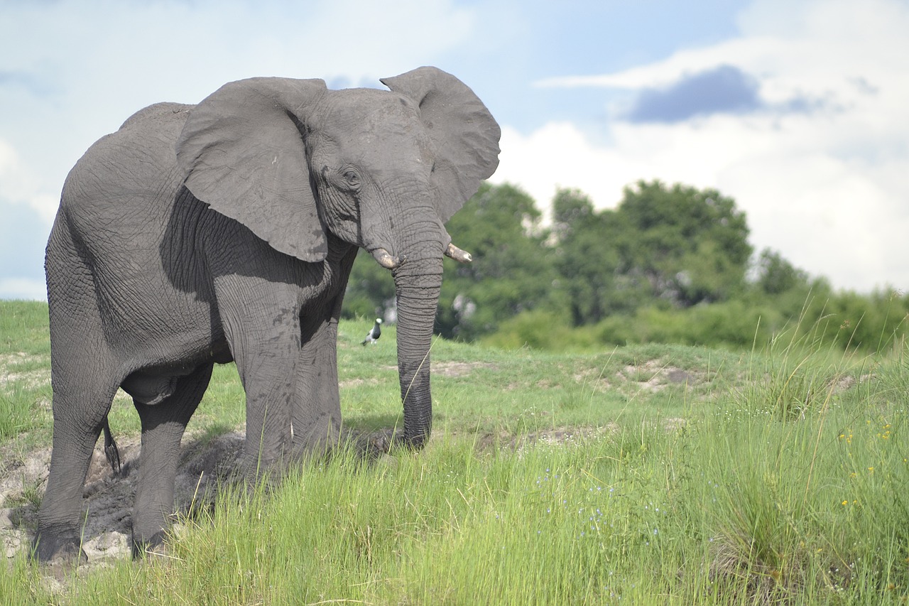 wildlife elephant botswana free photo