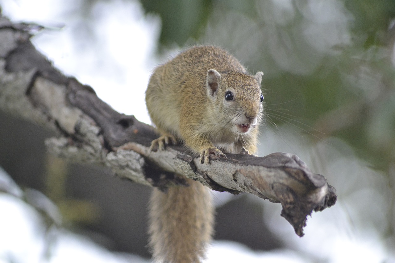 wildlife tree squirrel botswana free photo