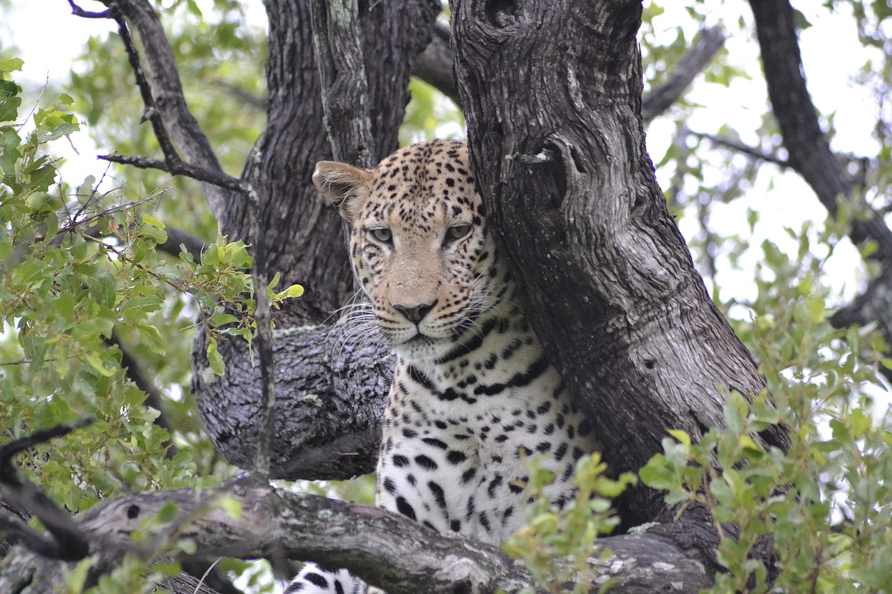 wildlife leopard botswana free photo