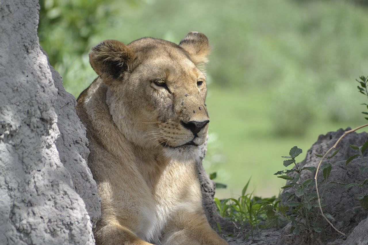 wildlife lion botswana free photo