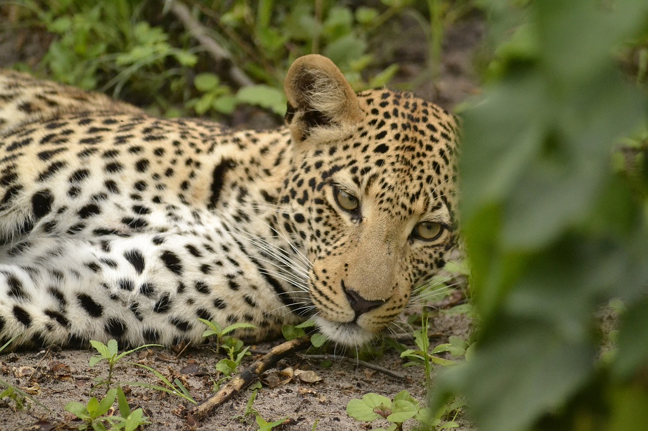 wildlife leopard botswana free photo