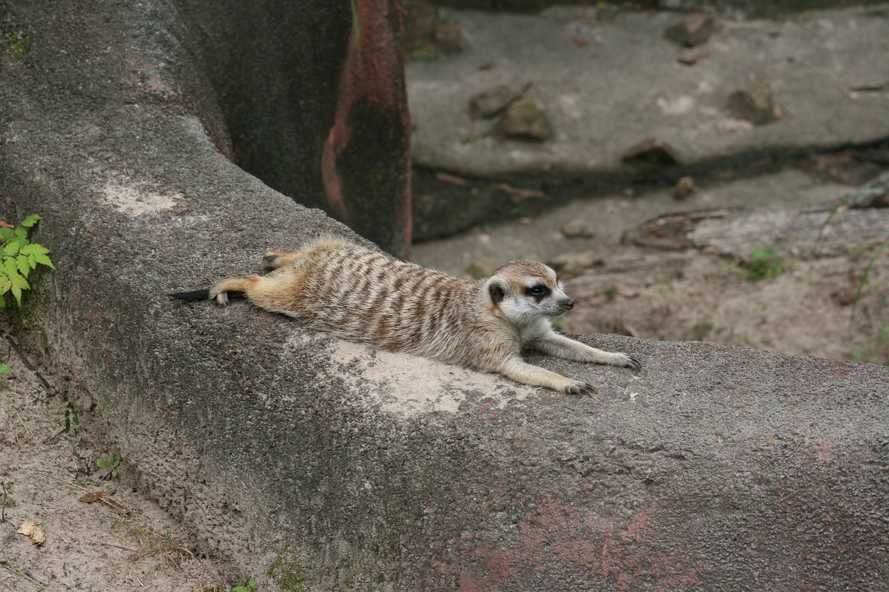 wildlife zoo exotic free photo