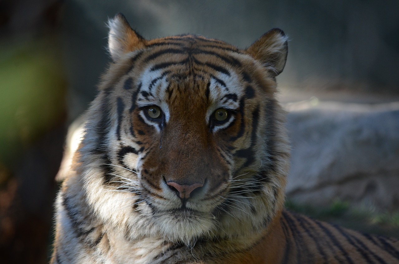 wildlife mammals tiger free photo