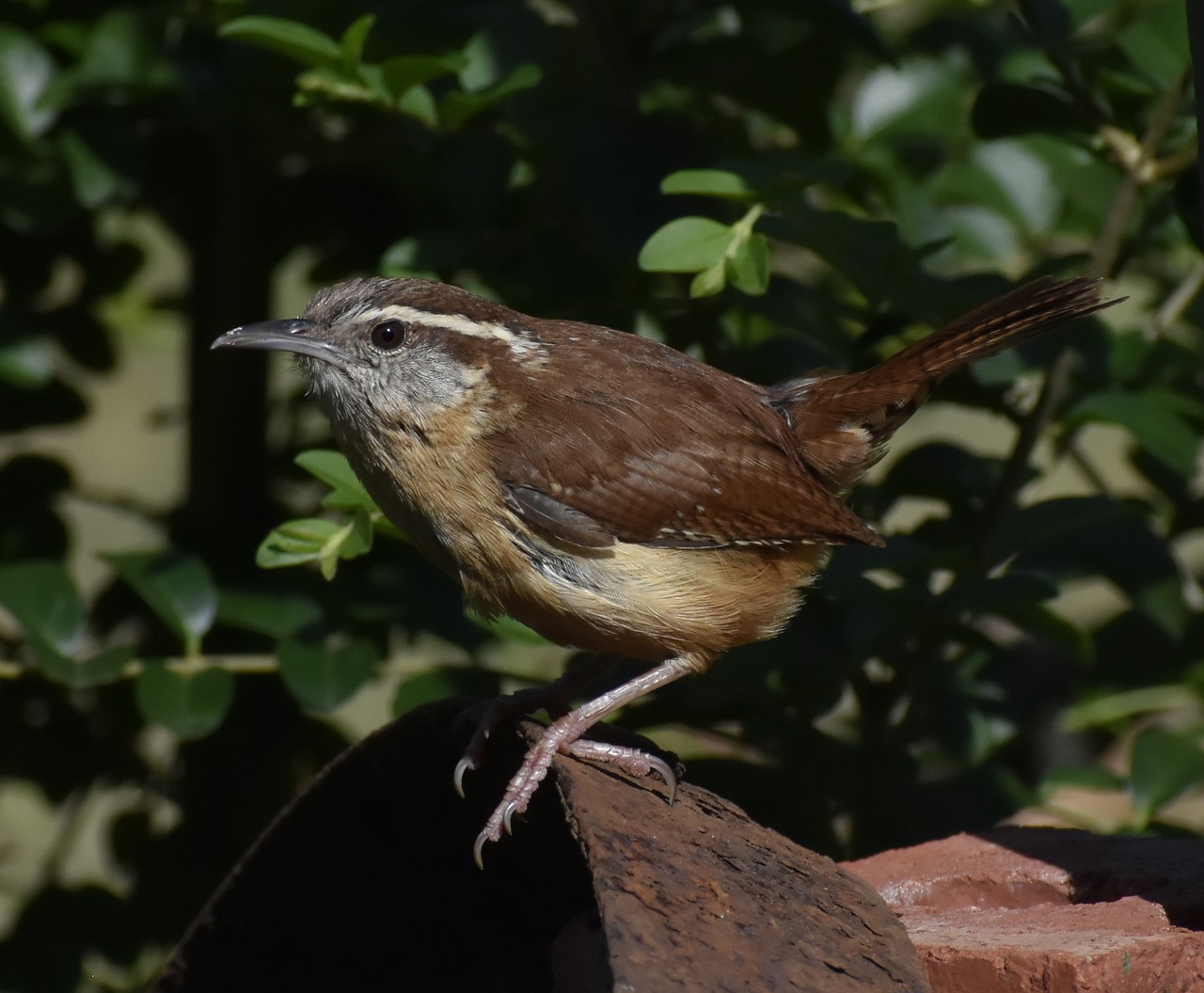 wildlife bird nature free photo