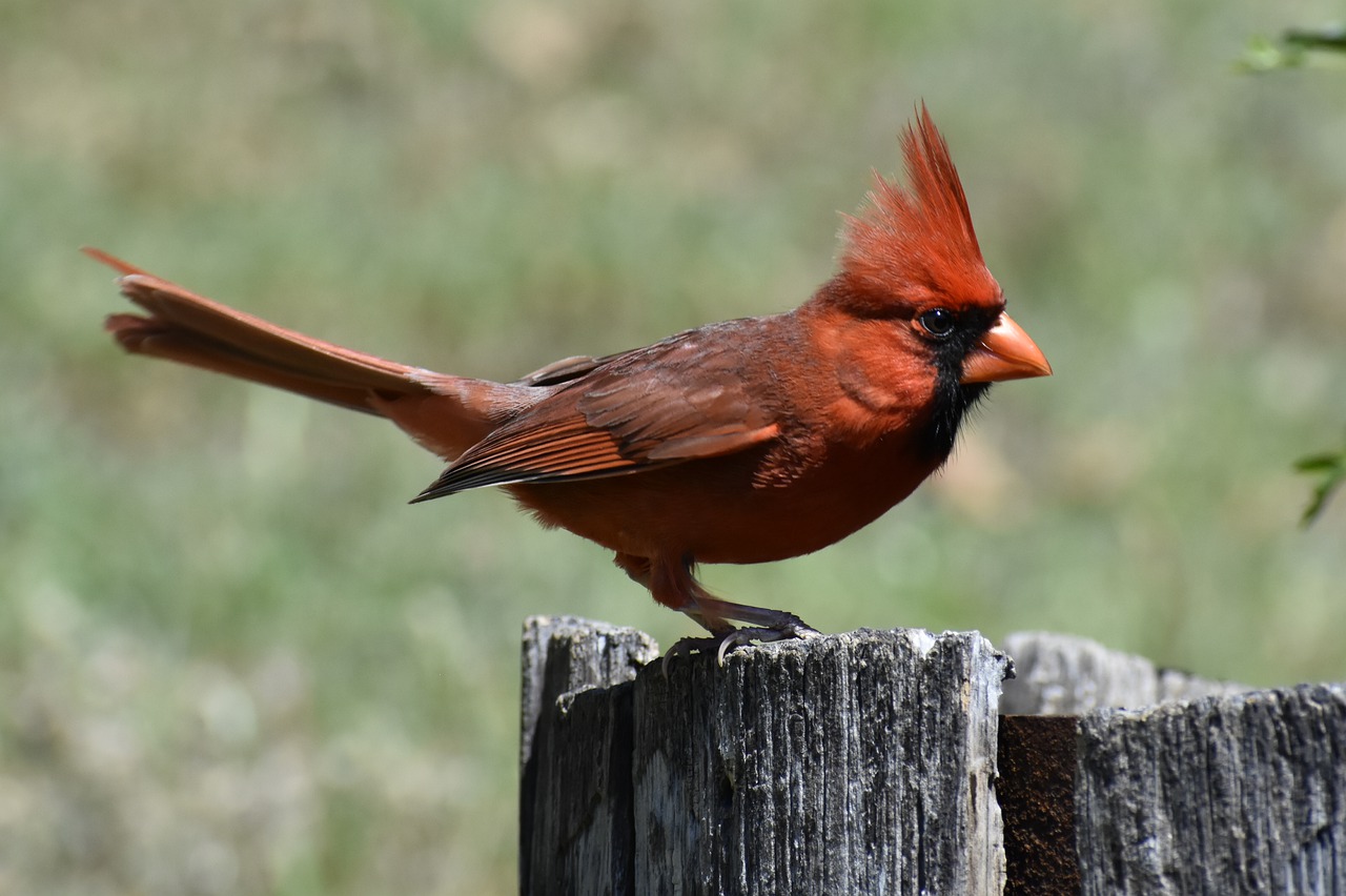 wildlife bird nature free photo