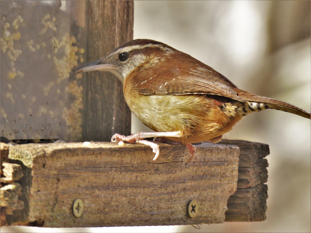 wildlife bird nature free photo