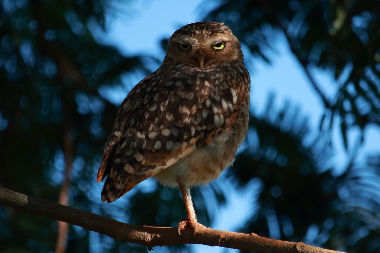 wildlife nature tree free photo