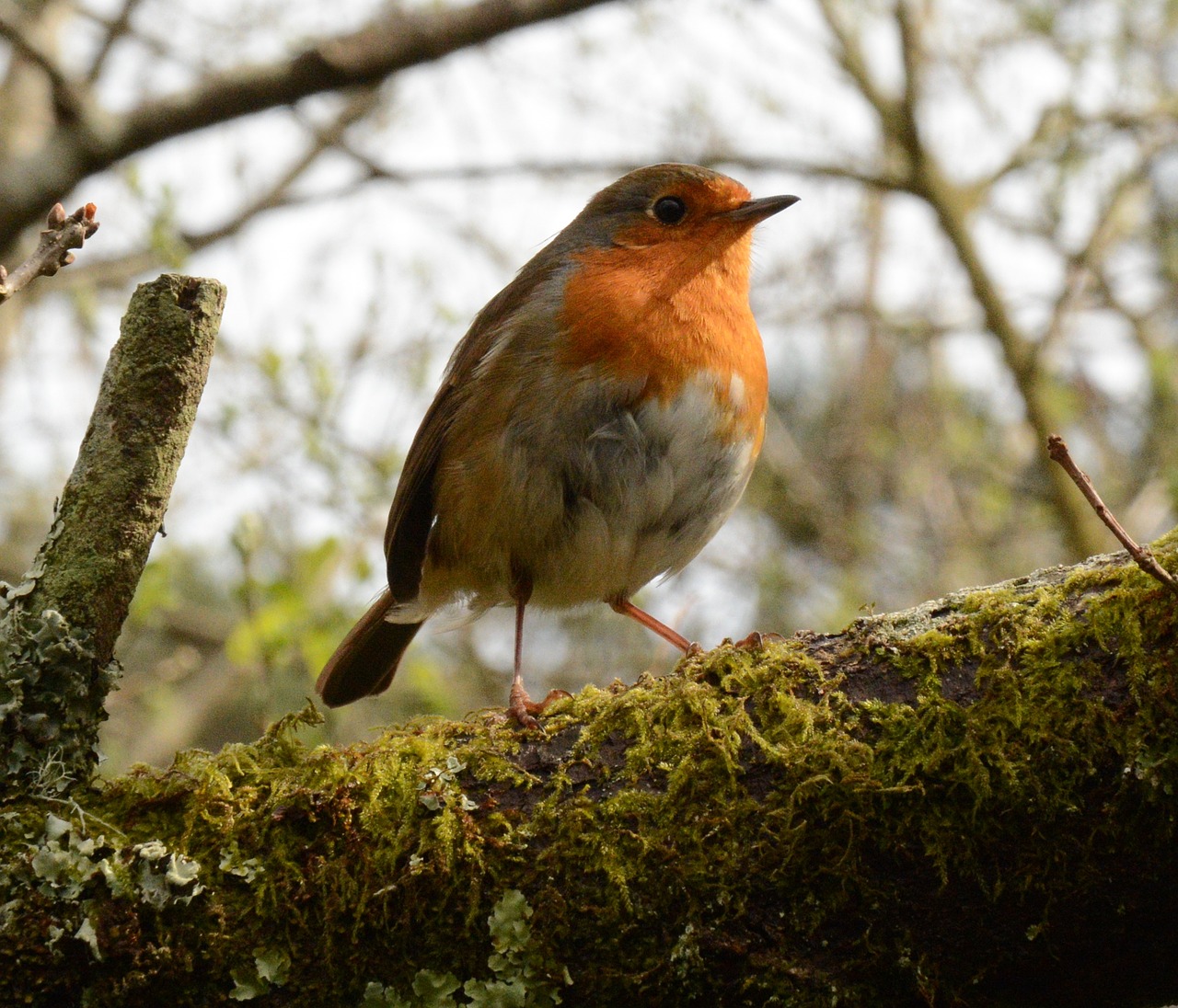 wildlife bird nature free photo