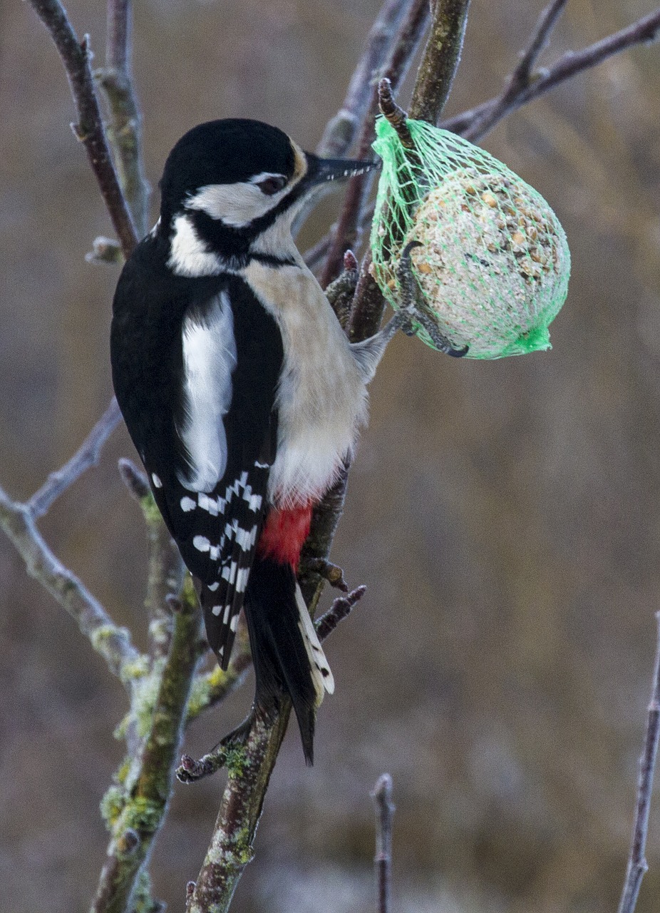 wildlife birds natural free photo