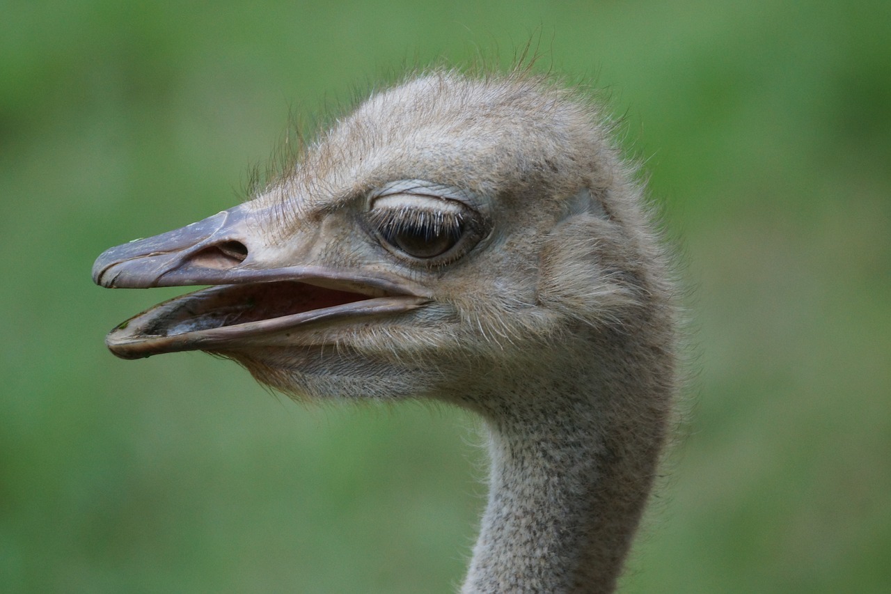 wildlife bird ostrich free photo