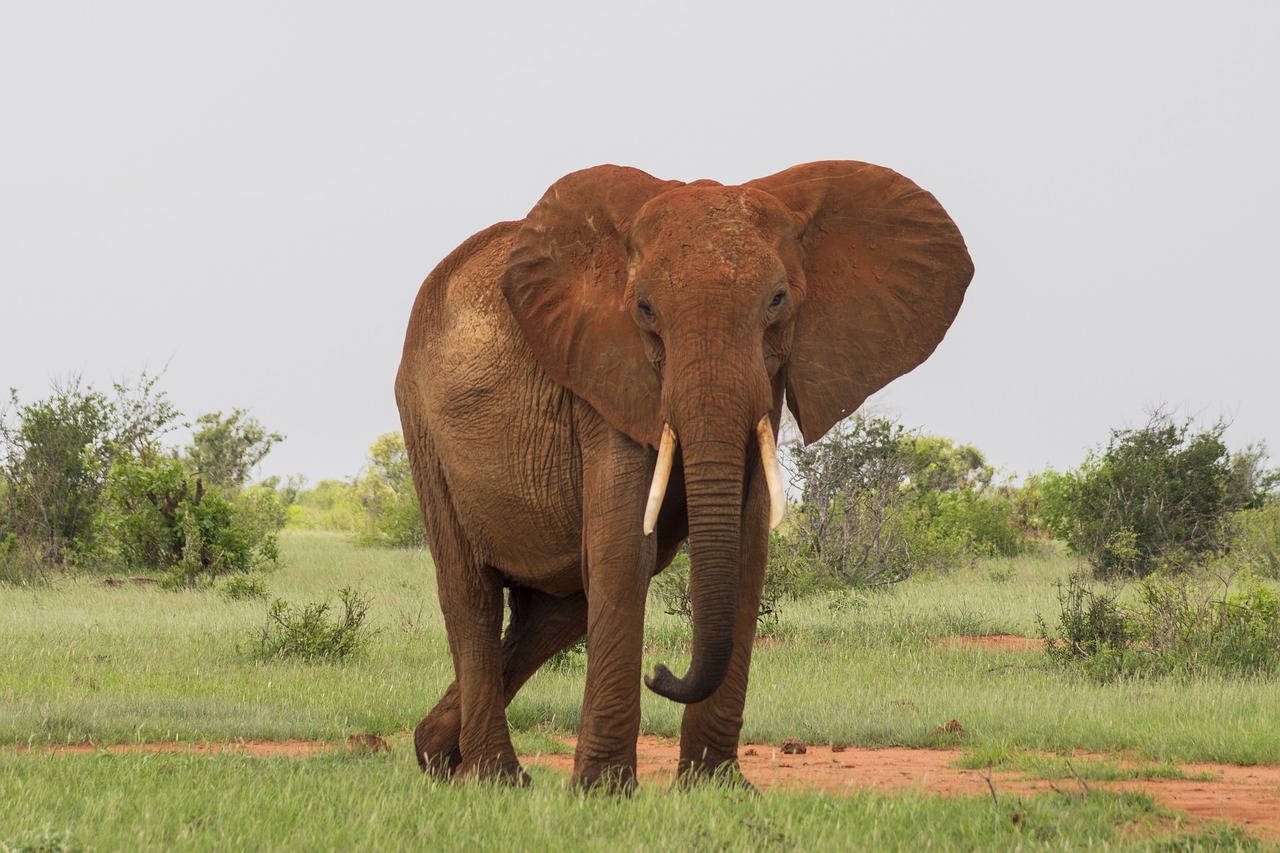 wildlife mammal elephant free photo