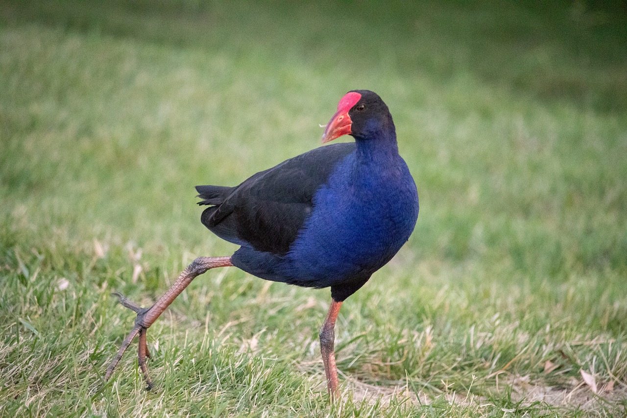 wildlife bird nature free photo