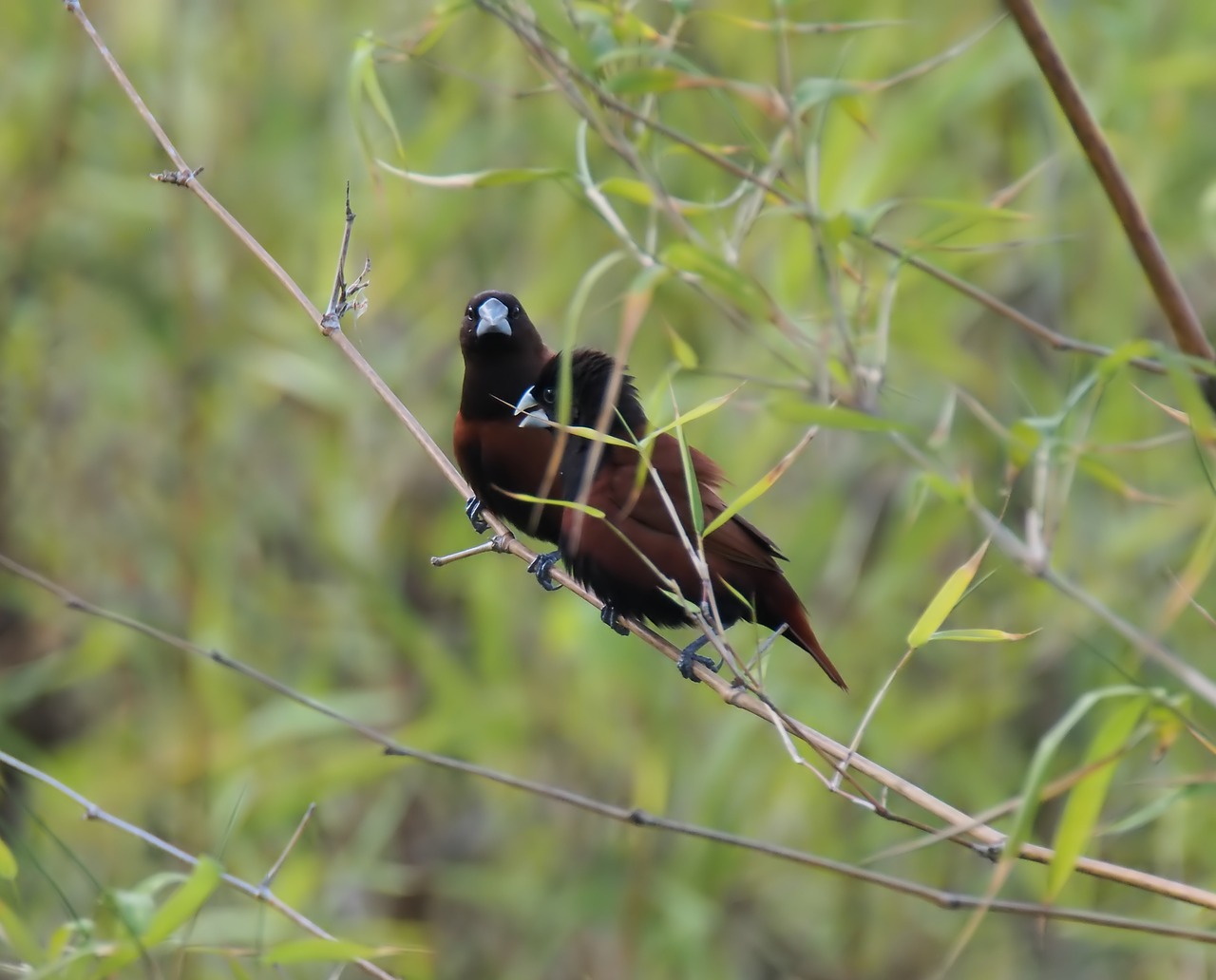 wildlife bird nature free photo