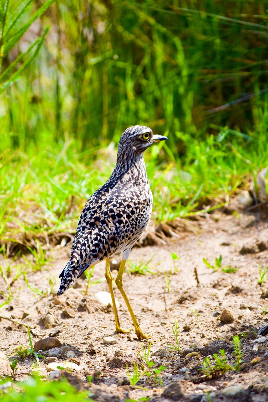 wildlife bird nature free photo