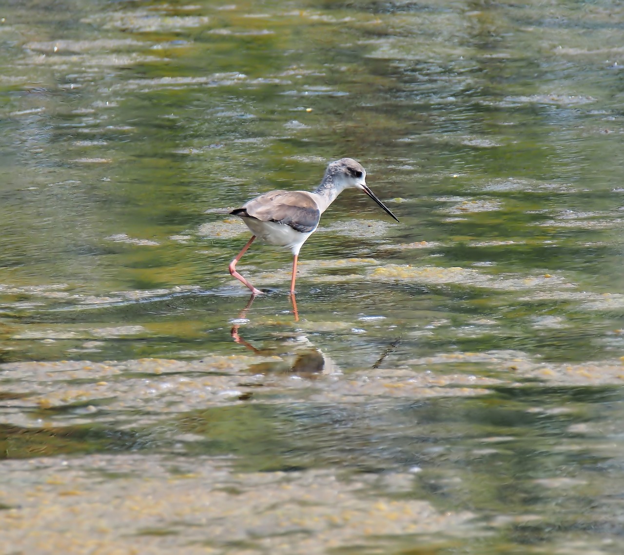 wildlife bird shorebird free photo