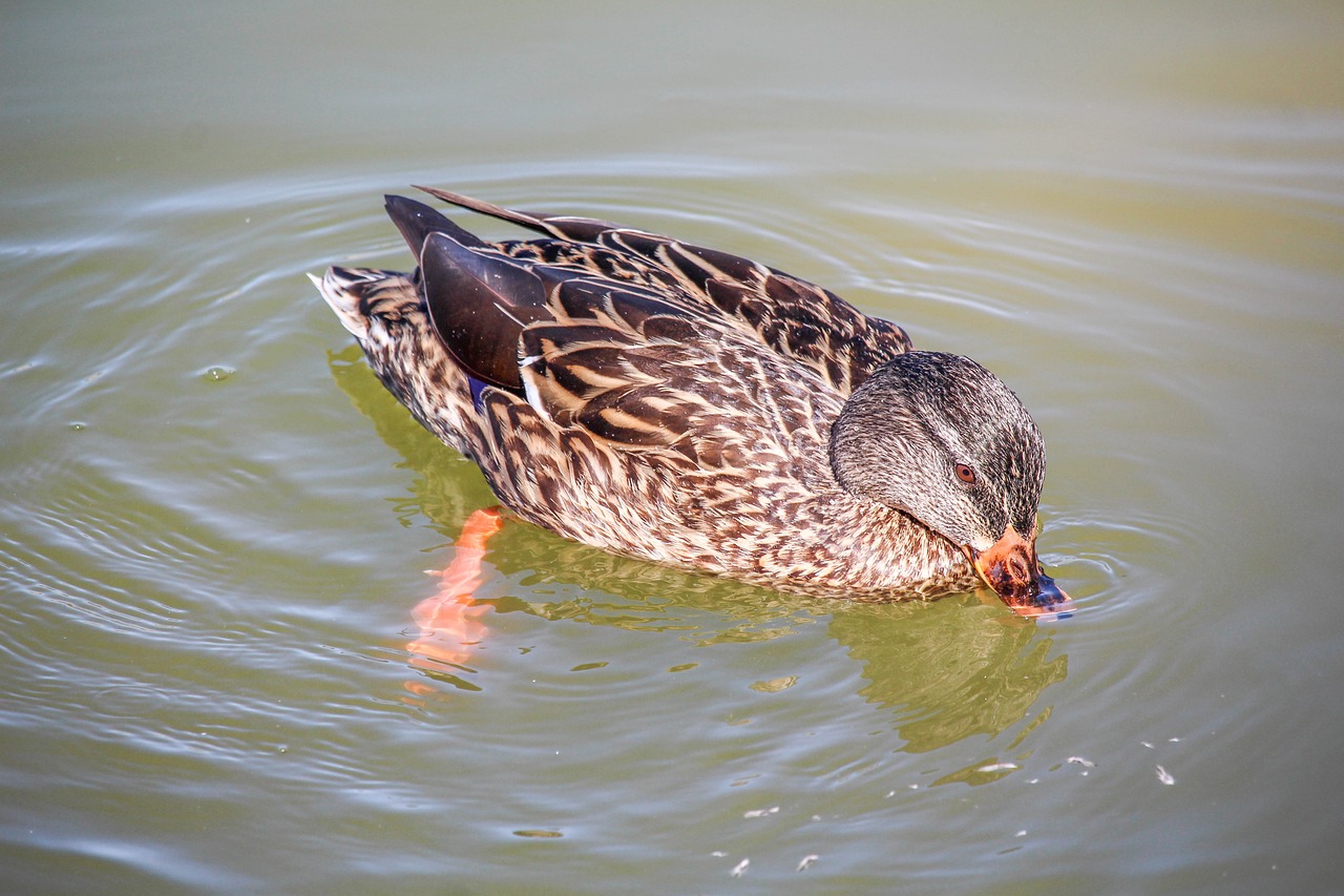 wildlife nature bird free photo